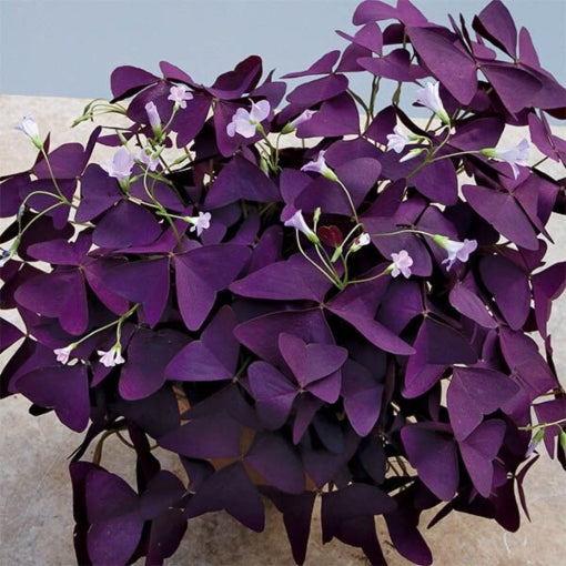 Oxalis Triangularis 4''