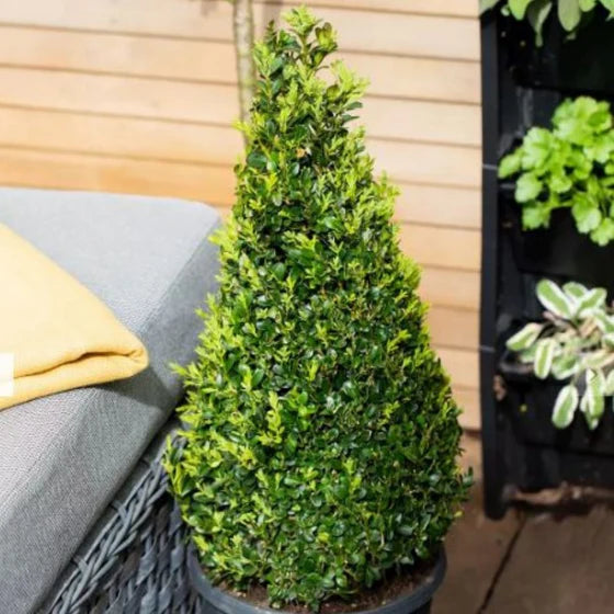 Cone Shape Boxwood