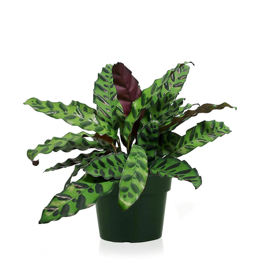 Calatheas rattlesnake