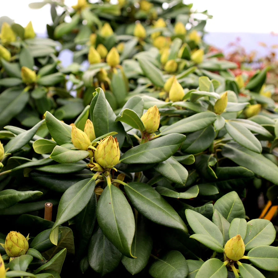 Rhododendrons