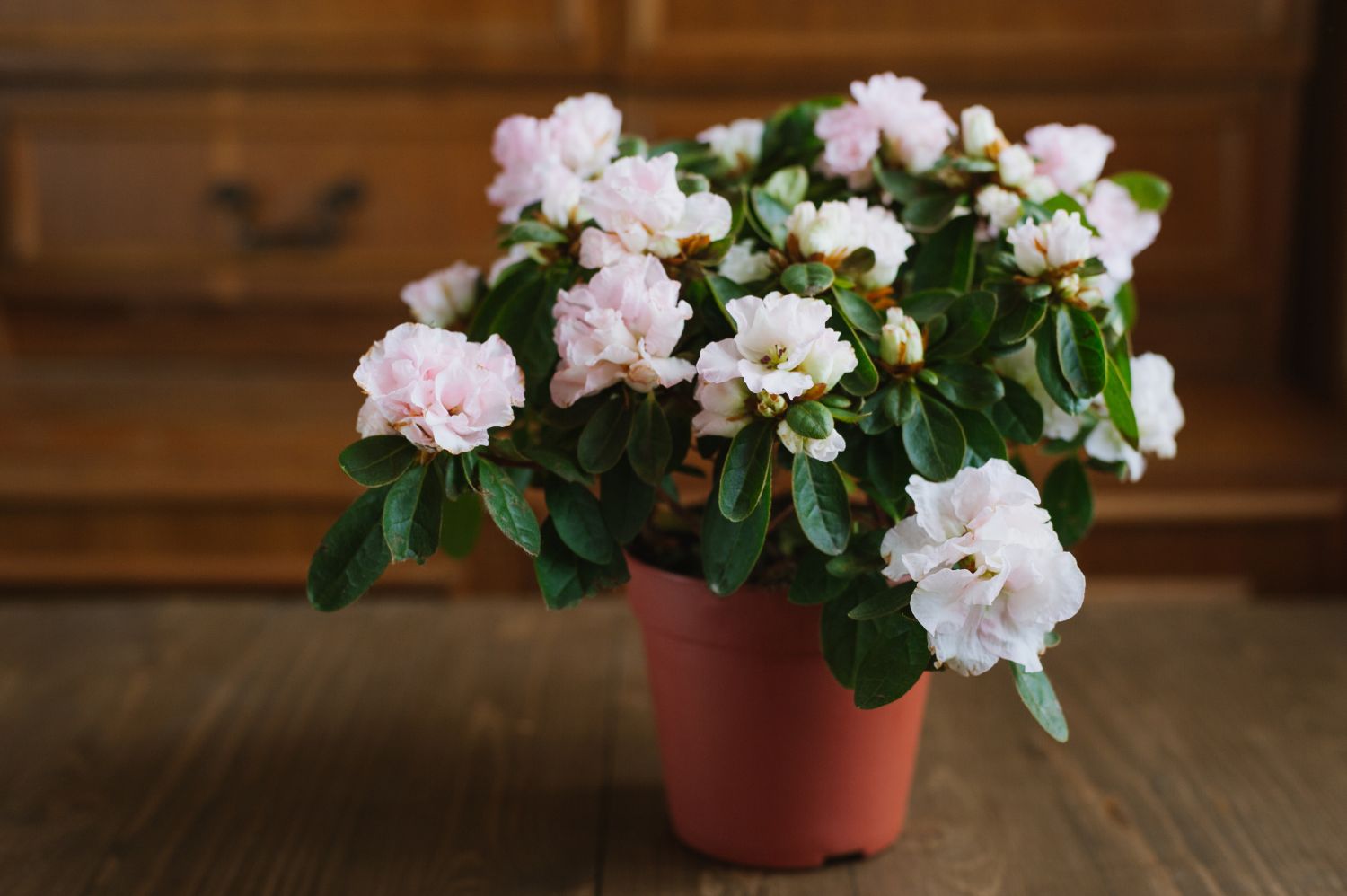 rhododendron potted plant Rhododendrons – Fragrance Plants and Flowers