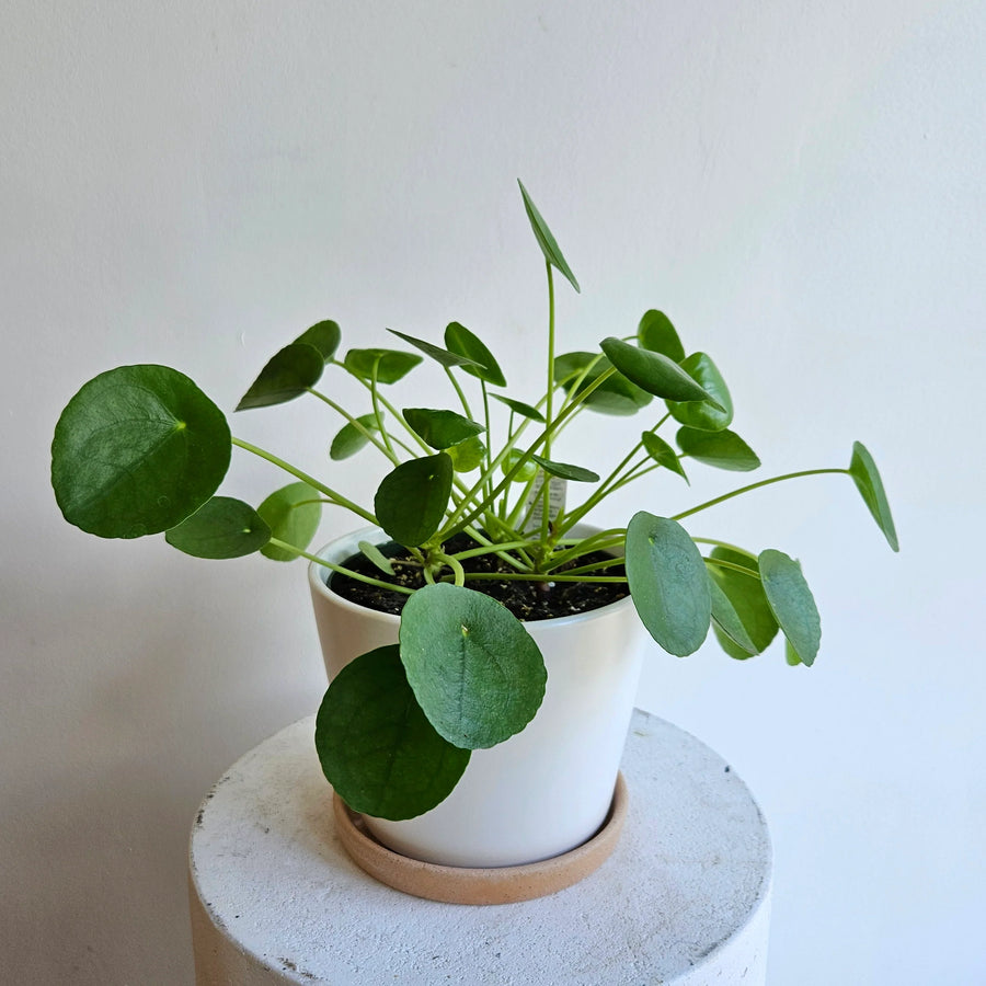 pilea