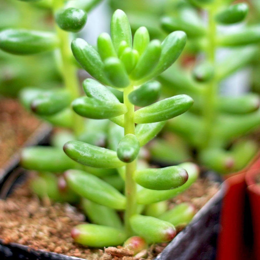 jelly bean succulents Jelly Bean – Fragrance Plants and Flowers