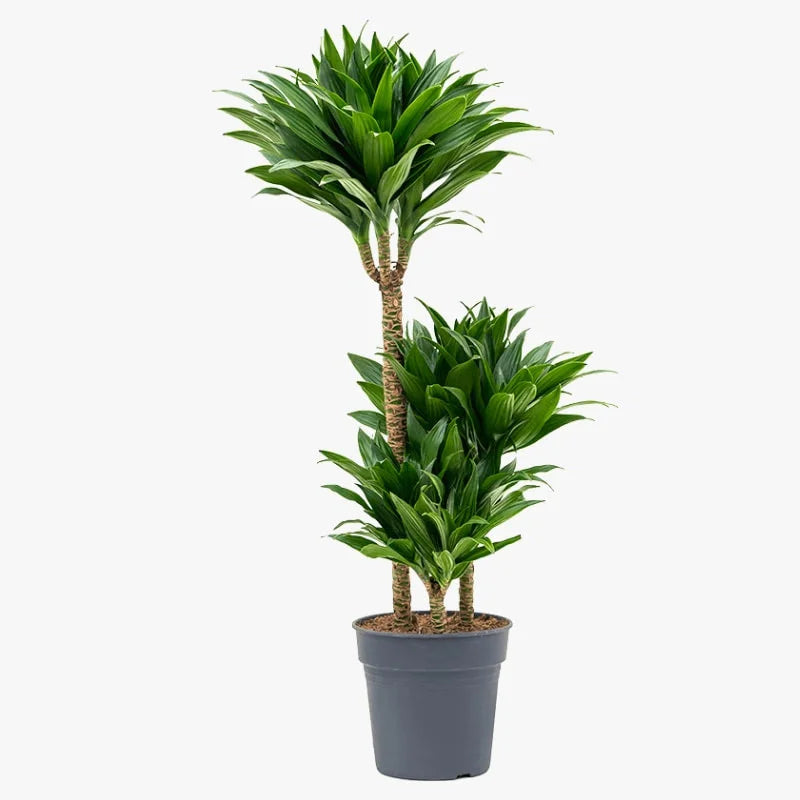 dracaena jc compacta care J.C Compacta – Fragrance Plants and Flowers