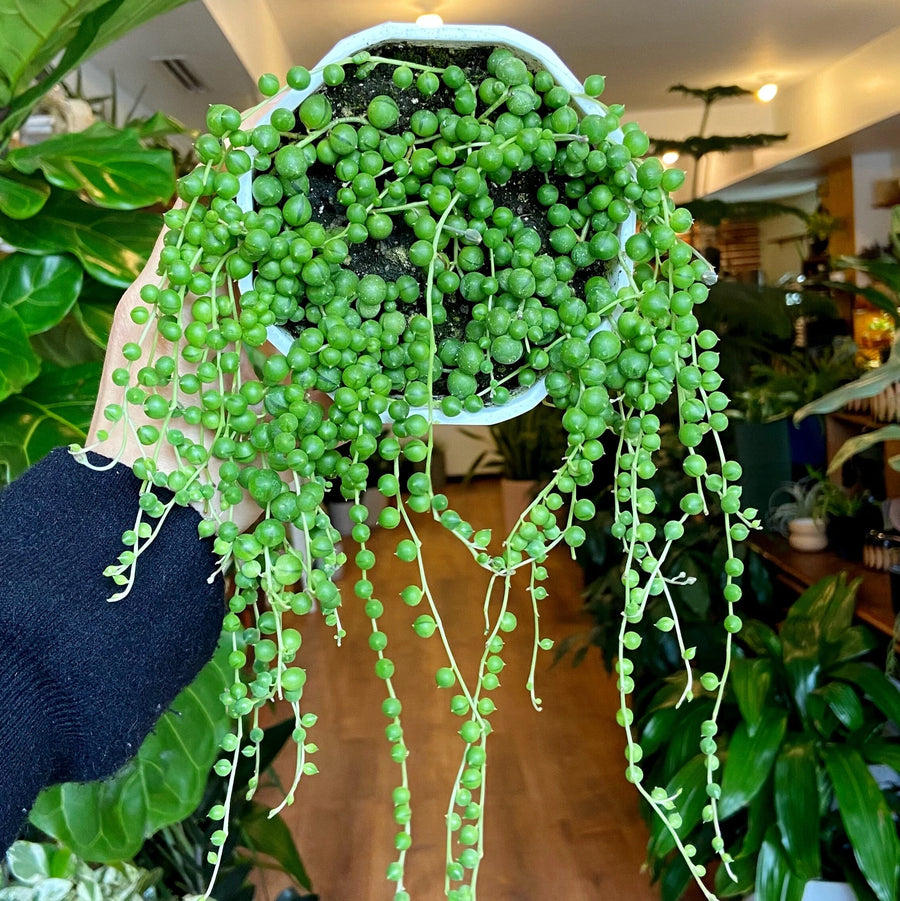 hanging pearl succulent String of Pearls – Fragrance Plants and Flowers