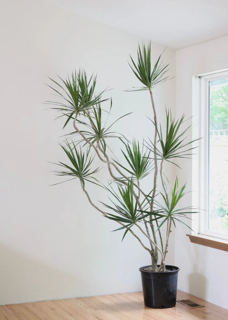 dracaena mar plant Dracaena Margenata – Fragrance Plants and Flowers