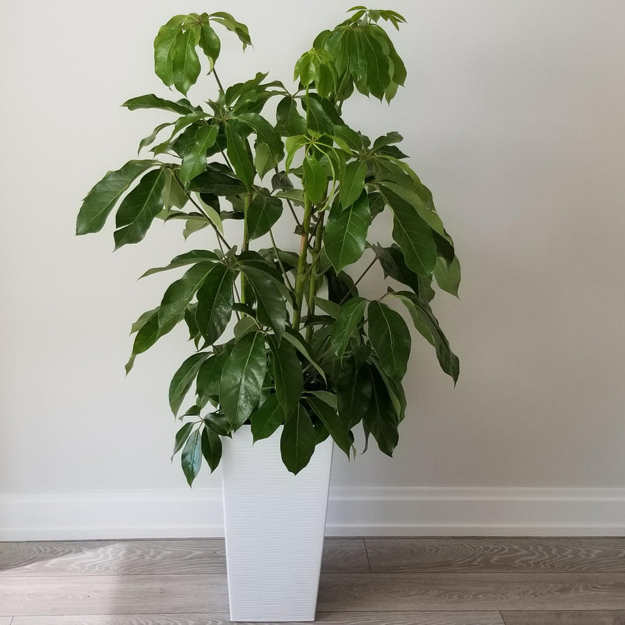 Schefflera