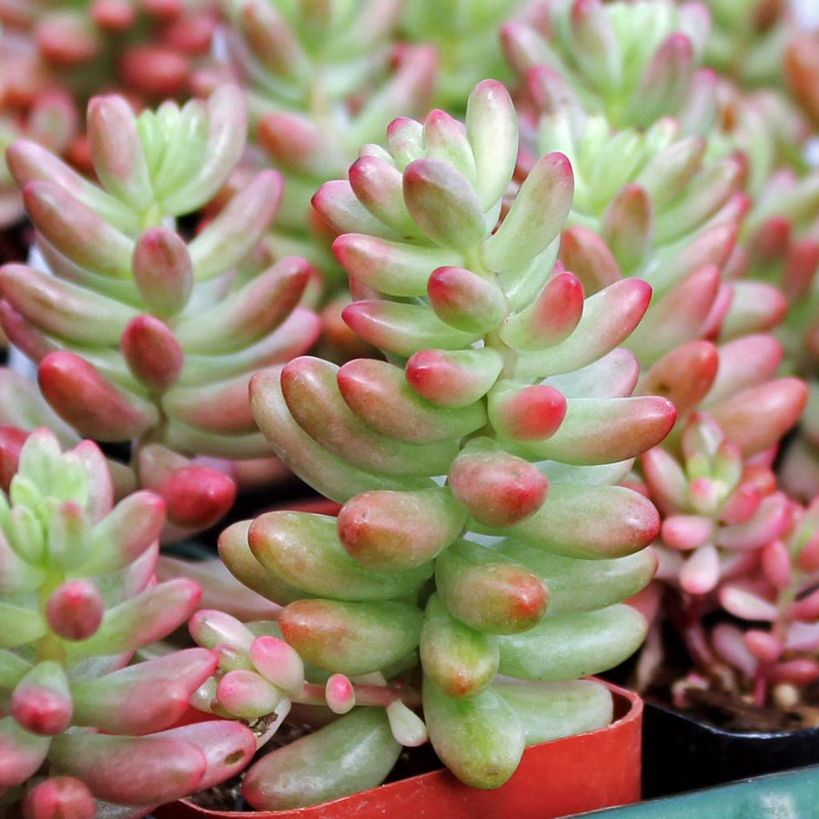 jelly bean succulent flowers Jelly Bean – Fragrance Plants and Flowers
