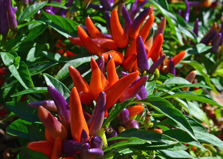 Ornamental Peppers