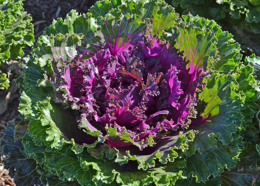 Kale plant