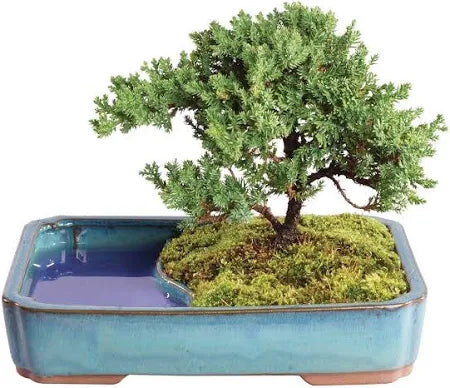 Bonsai Tree