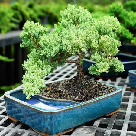 Bonsai Tree