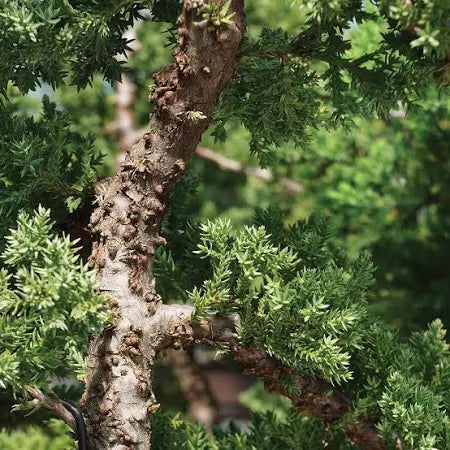 Bonsai Tree