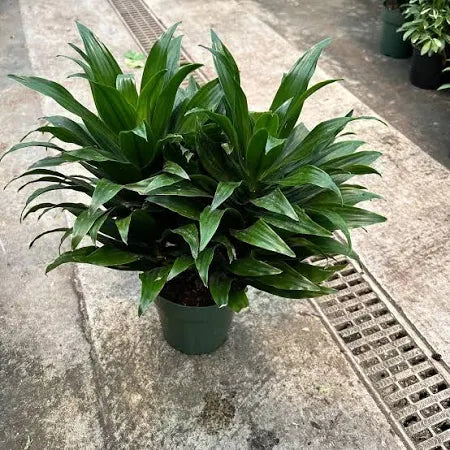 dracaena deremensis janet craig compacta J.C Compacta – Fragrance Plants and Flowers