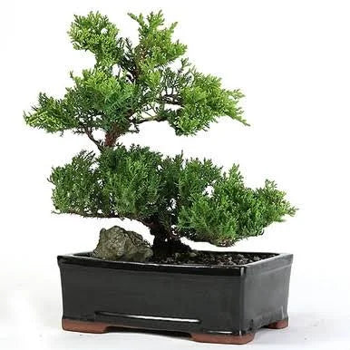 Bonsai Tree