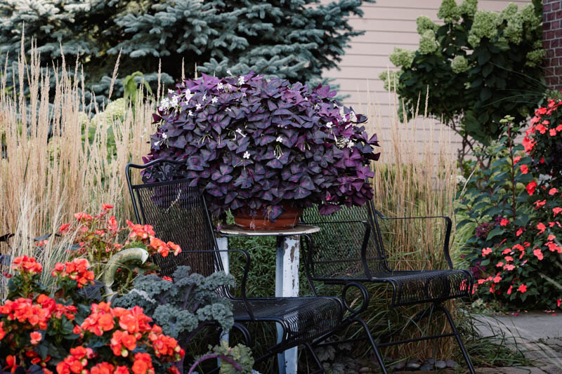 Oxalis Triangularis 4''