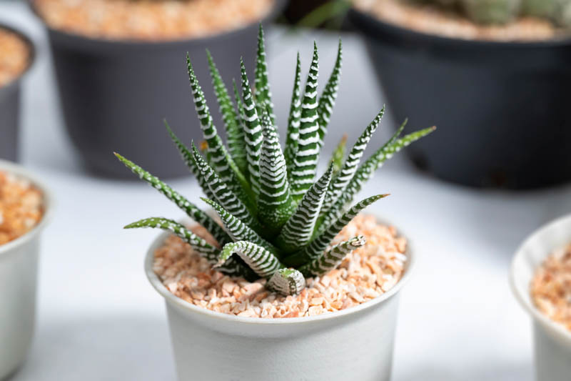 haworthia 'zebra plant' white stripe aloe spiky succulent Zebra Aloe – Fragrance Plants and Flowers