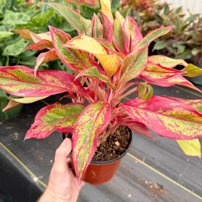 Aglaonema Red Siam