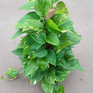 Pothos Pole – Fragrance Plants and Flowers