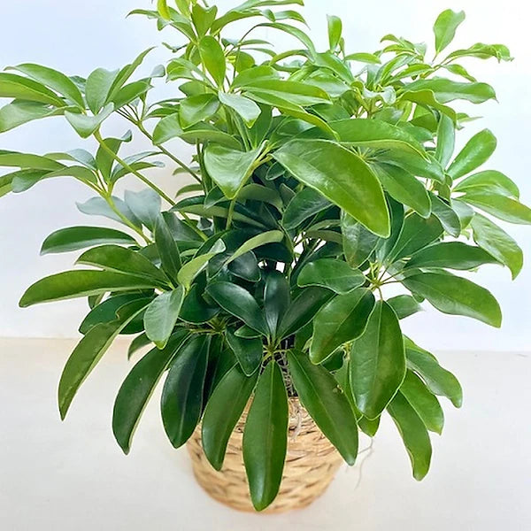 Schefflera