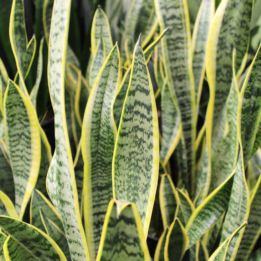 Snake Plant