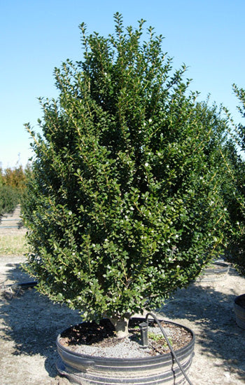 Ilex Crenata Steeds