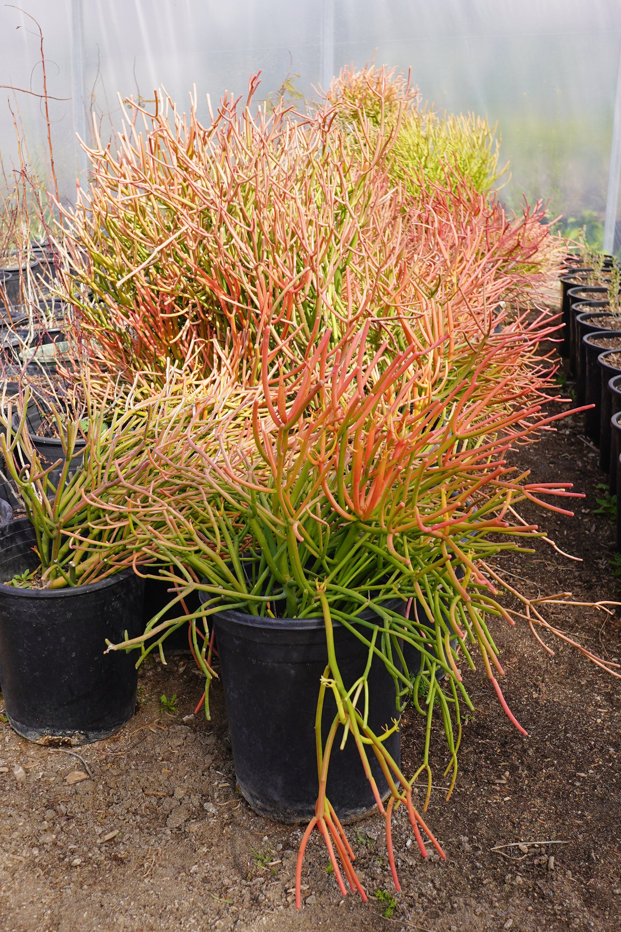 Firestick Pencil Cactus – Fragrance Plants and Flowers