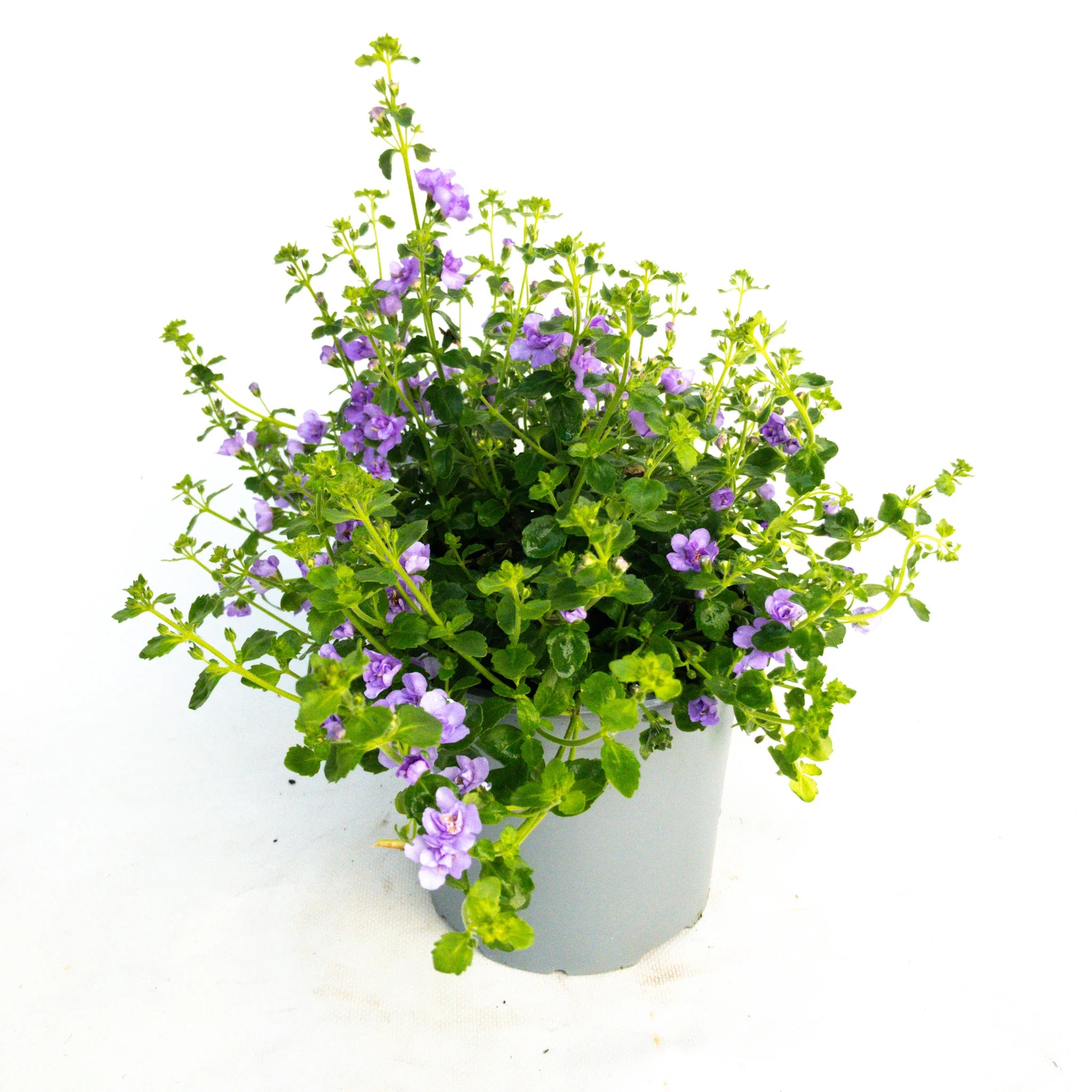 bacopa hanging plant Blue Bacopa – Fragrance Plants and Flowers