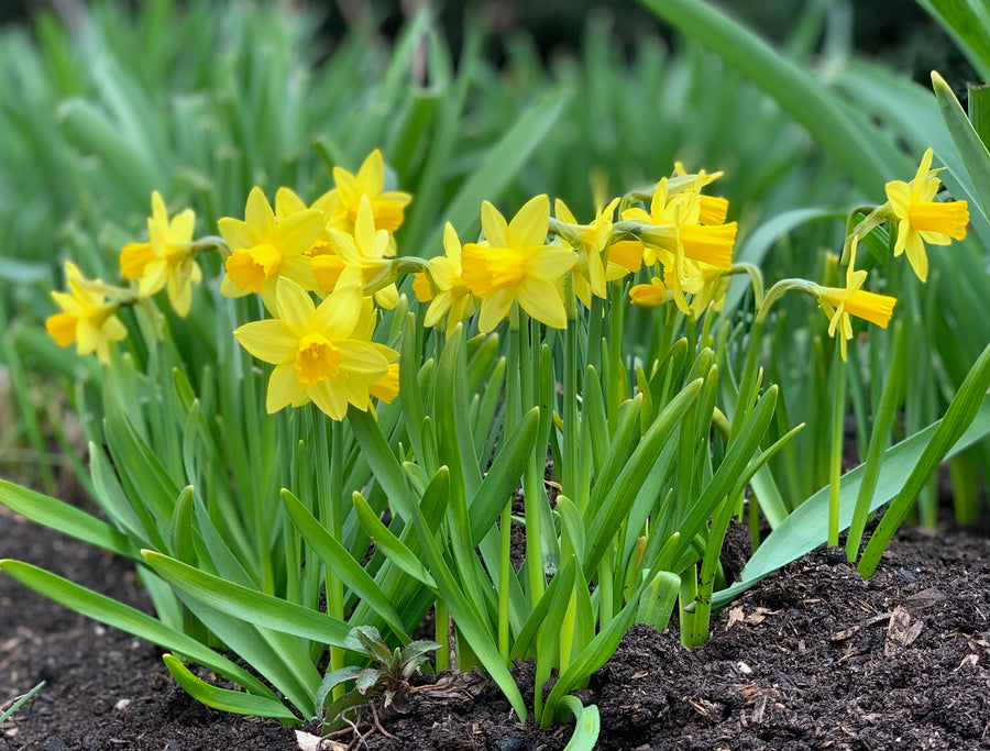 Large Daffodils