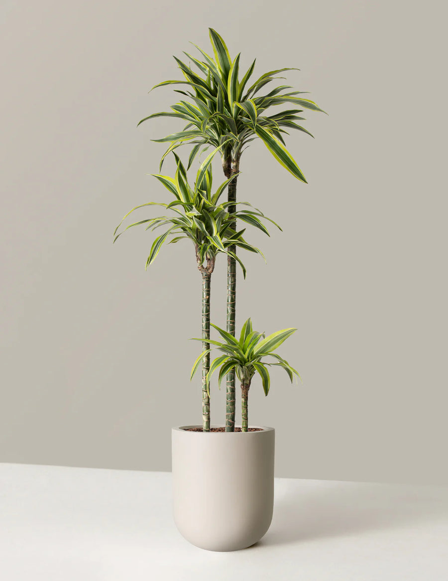 Lemon Lime Dracaena