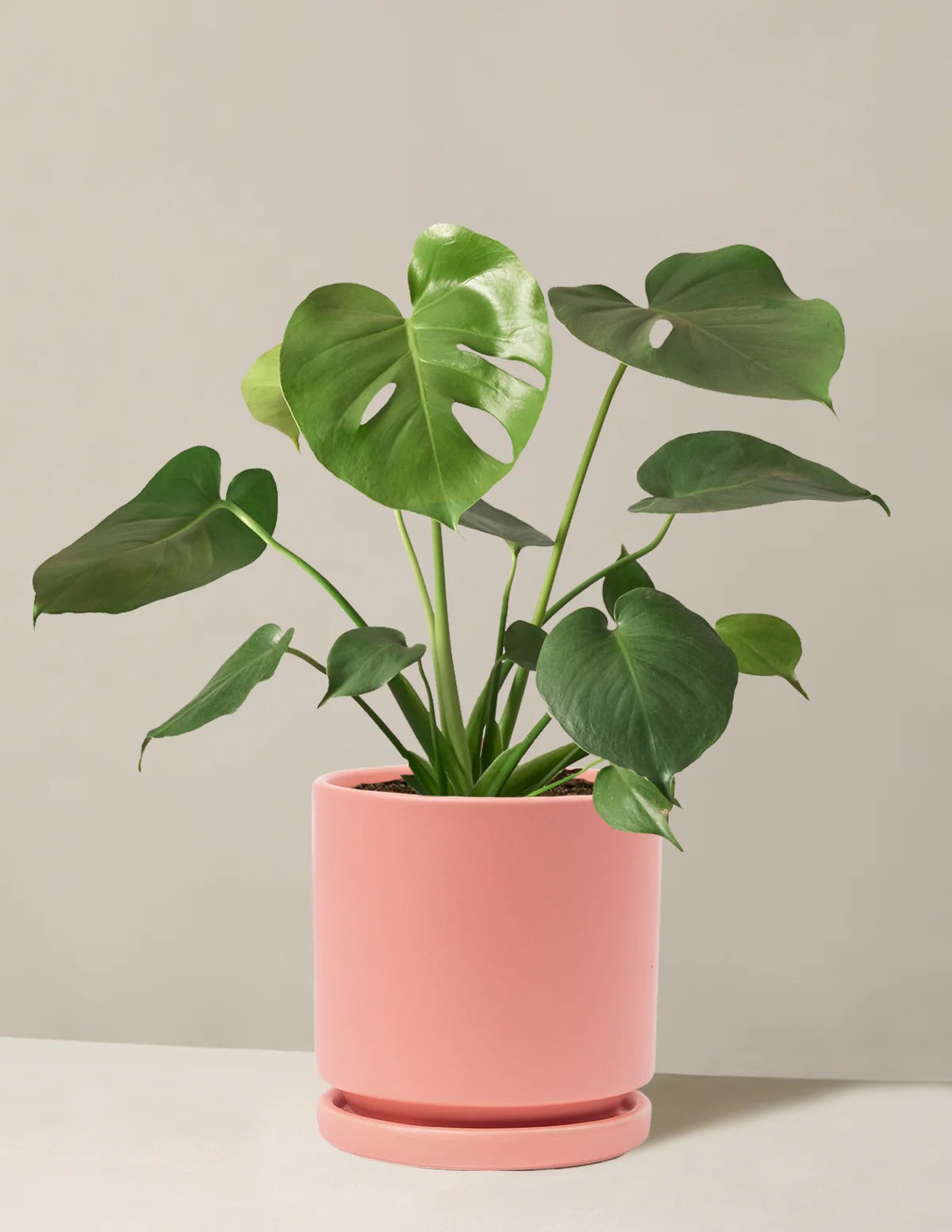 Monstera – Fragrance Plants and Flowers