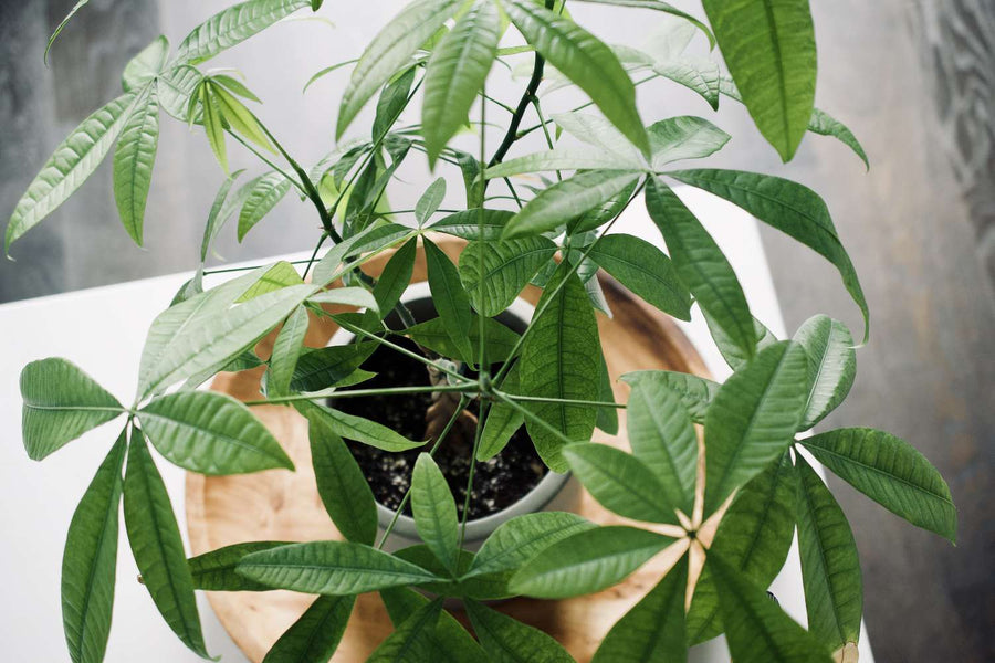 money tree federal way Money Tree – Fragrance Plants and Flowers