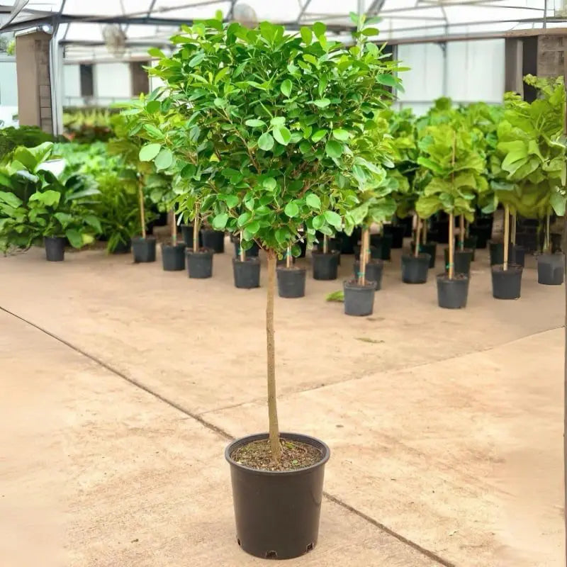 Ficus Daniella