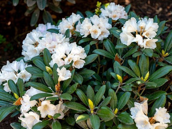 Rhododendrons