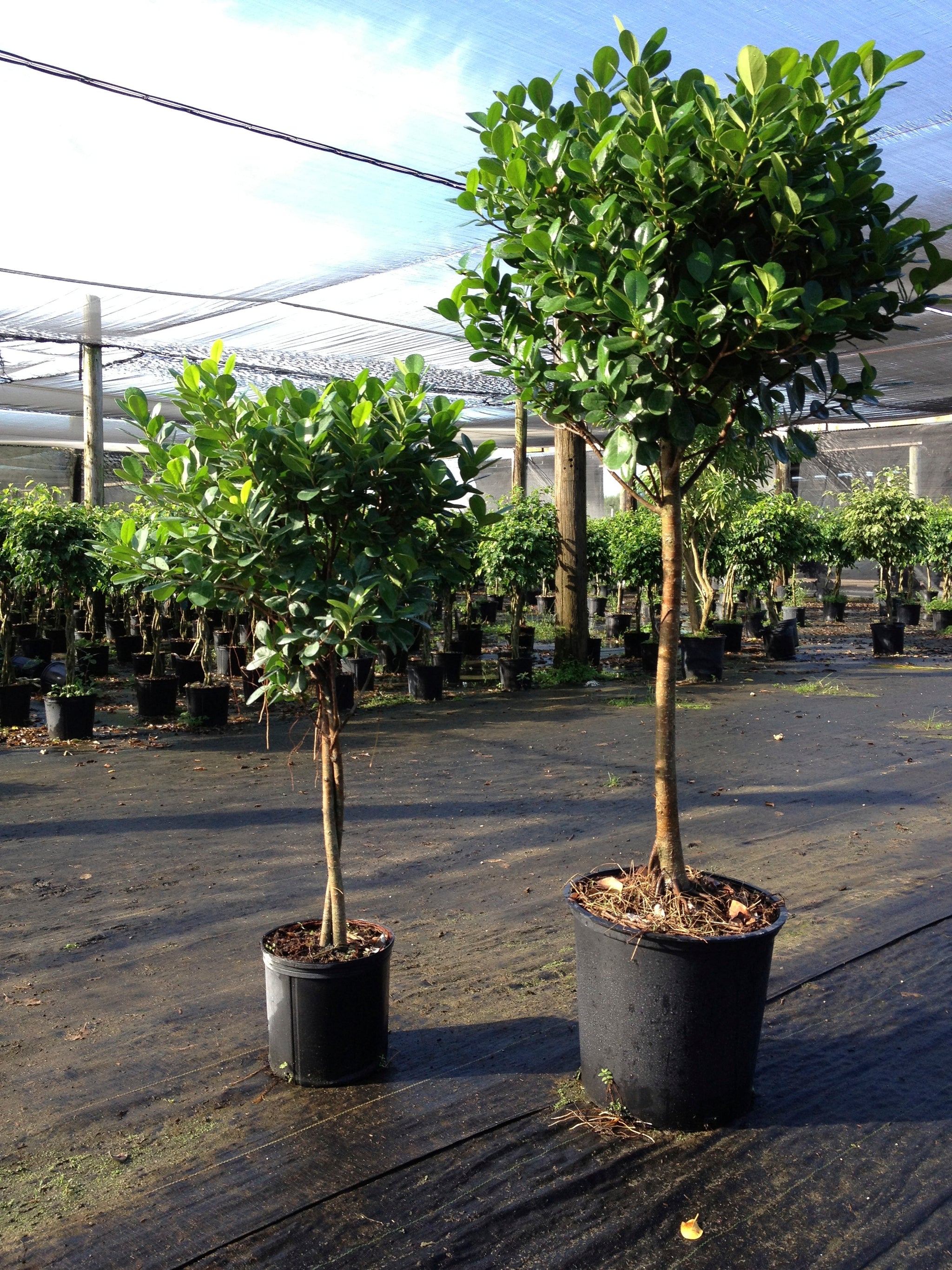 Ficus Daniella – Fragrance Plants and Flowers