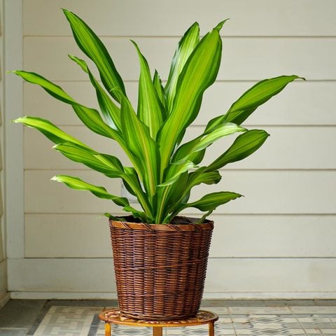 Dracaena Corn Plant