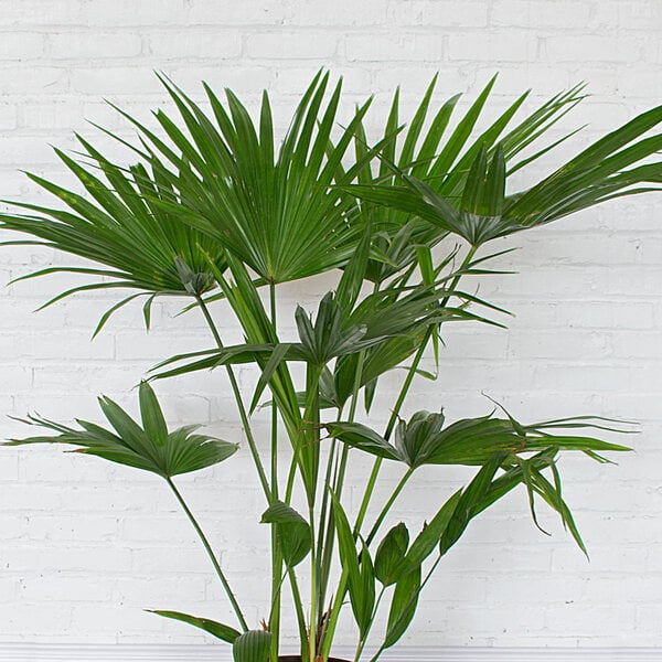 Chinese Fan Palm