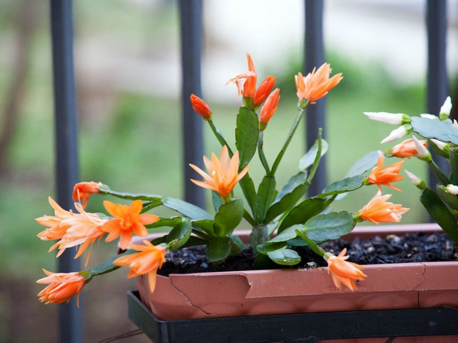 Christmas Cactus