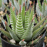 Zebra Aloe – Fragrance Plants and Flowers