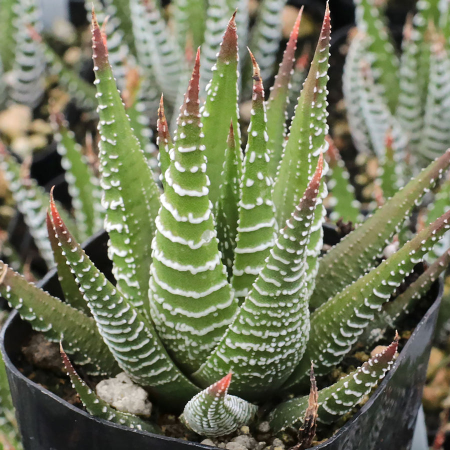 zebra succulent types Zebra Aloe – Fragrance Plants and Flowers