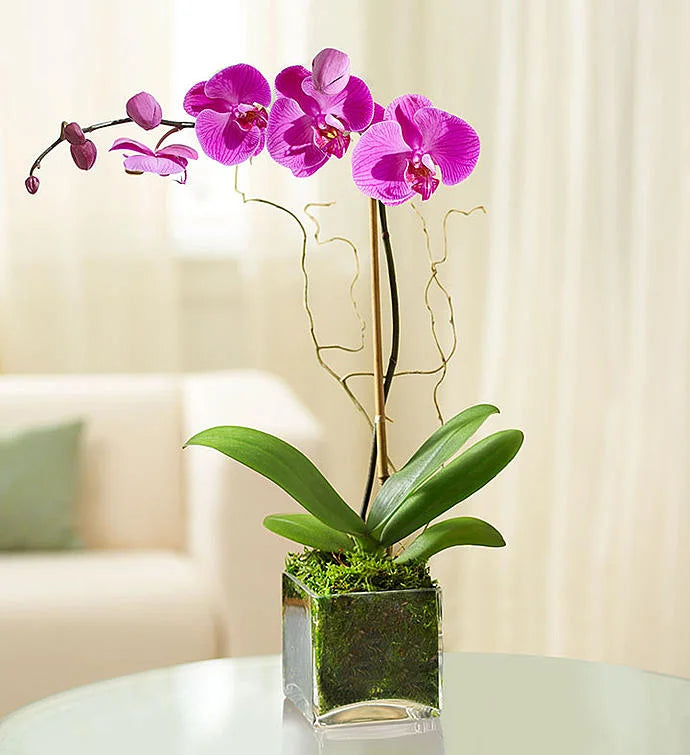 light purple orchids in glass