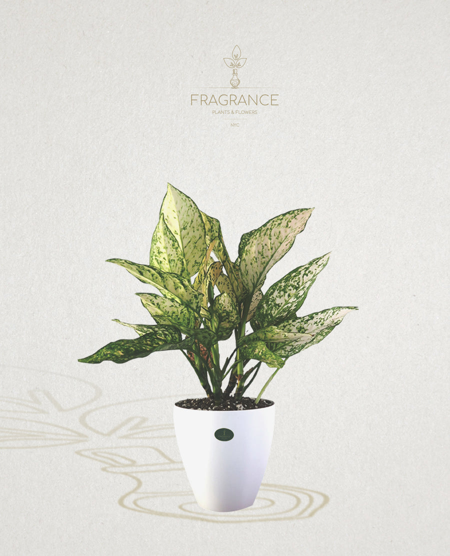 aglaonema sparkling sarah flower Aglaonema Speckled Sarah – Fragrance Plants and Flowers