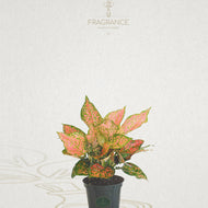 aglaonema robeleynii Aglaonema Ruby Ray – Fragrance Plants and Flowers