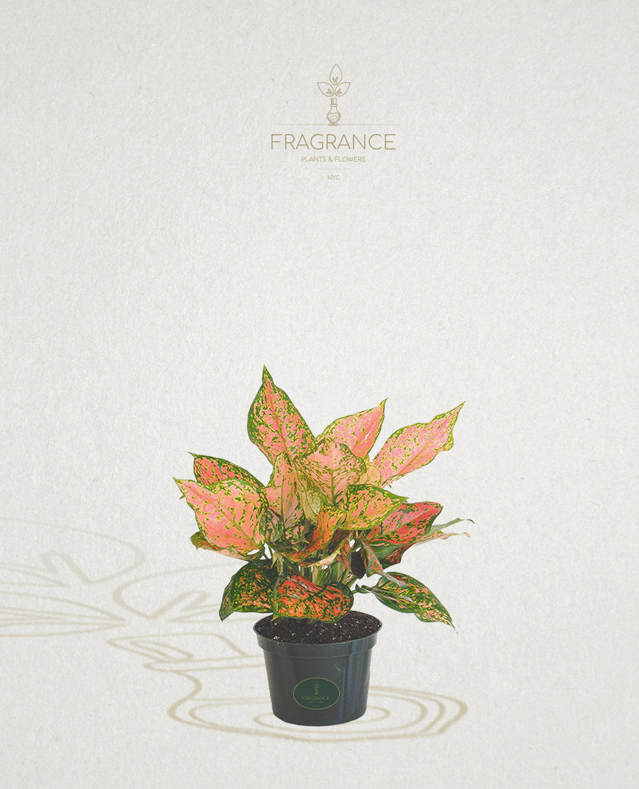 ruby ray aglaonema Aglaonema Ruby Ray – Fragrance Plants and Flowers