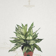Aglaonema Spring Snow – Fragrance Plants and Flowers