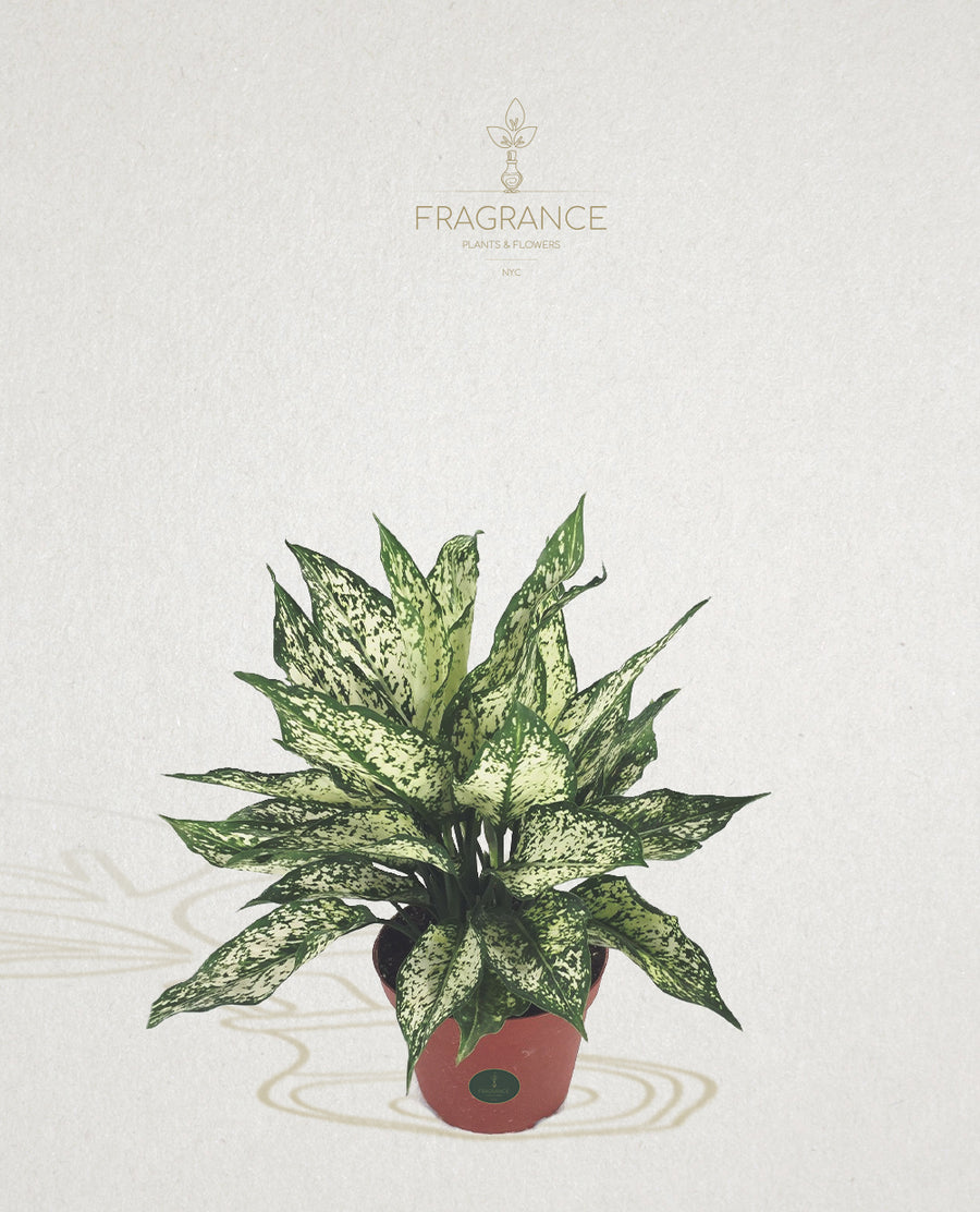 aglaonema with white dots Aglaonema Spring Snow – Fragrance Plants and Flowers