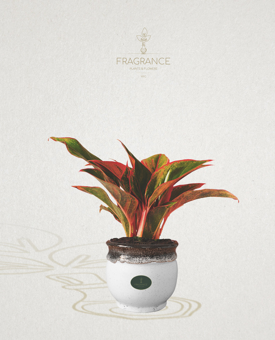 aglaonema red height Aglaonema Red Siam – Fragrance Plants and Flowers