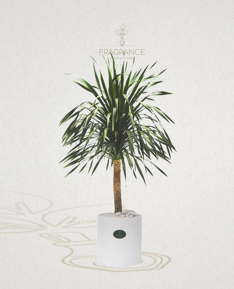 dracaena arborea Arborea Palm – Fragrance Plants and Flowers