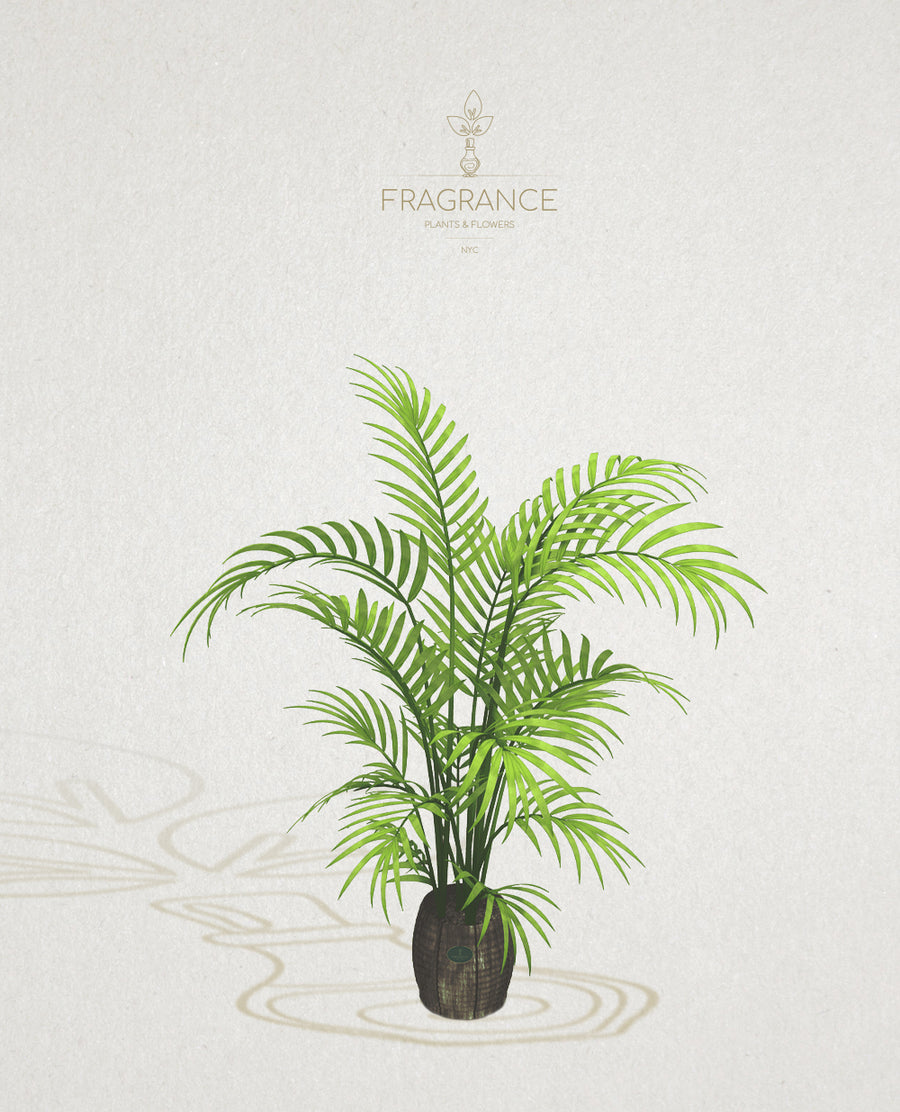bamboo palm live plant Bamboo Palm – Fragrance Plants and Flowers