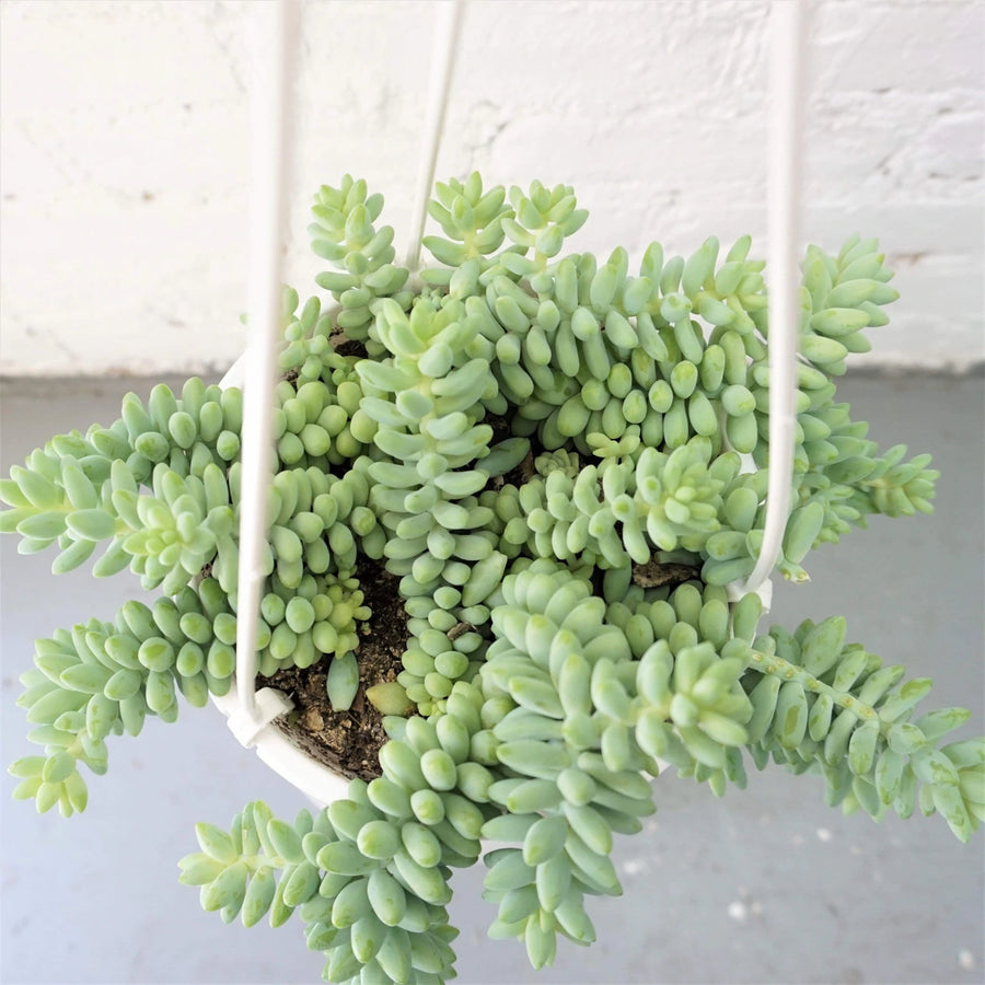 faux potted donkey tail plant Hanging donkey tail – Fragrance Plants and Flowers